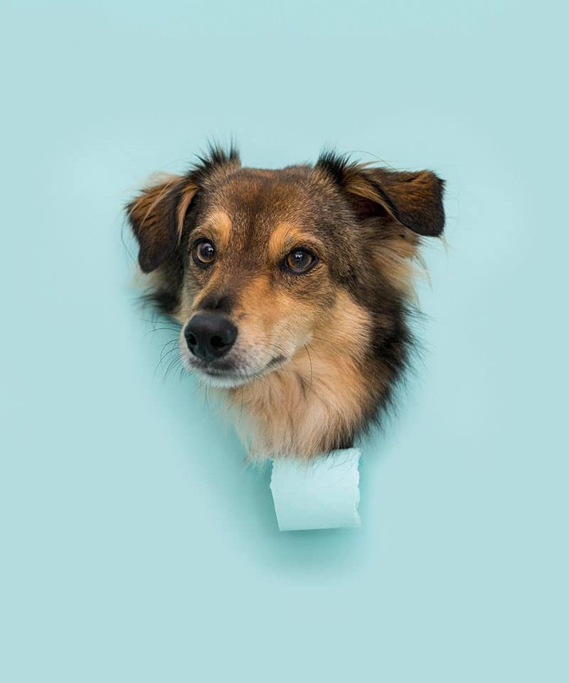 Gadget per animali