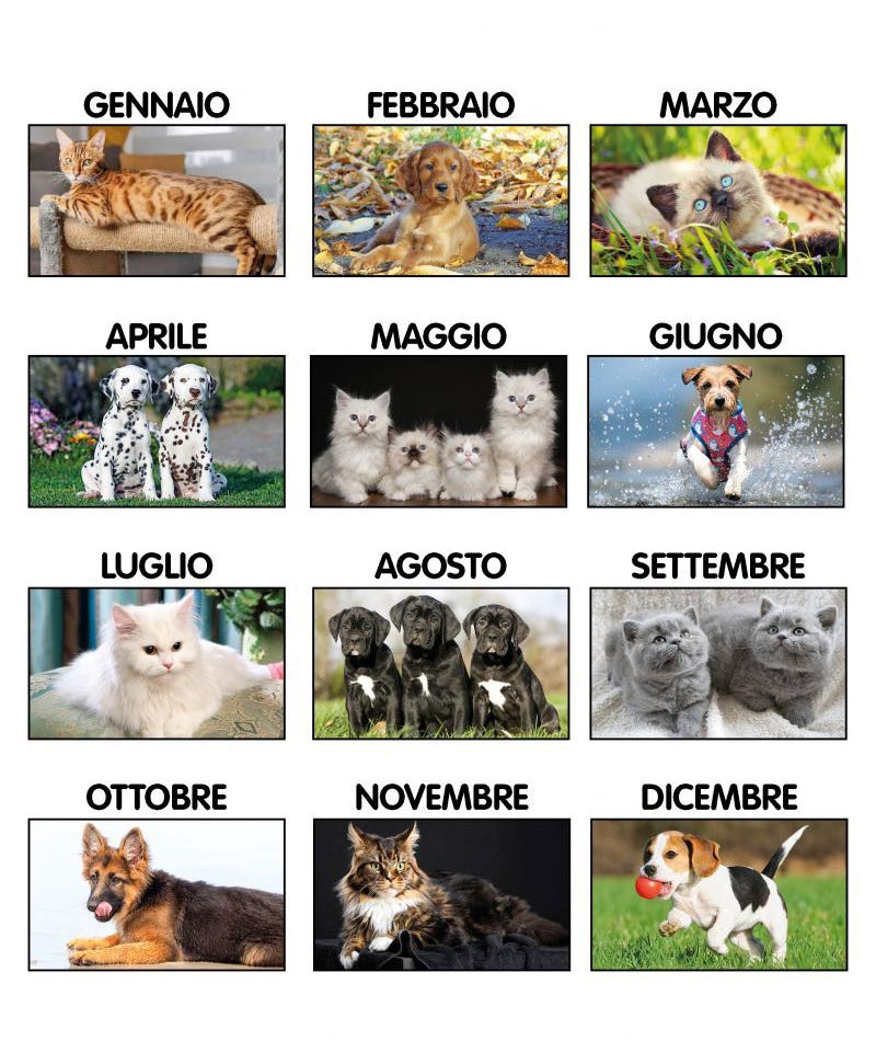 Calendario da tavolo illustrato con immagini di animali C6651 5 Calendario-da-tavolo-illustrato-con-immagini-di-animali-c6651i