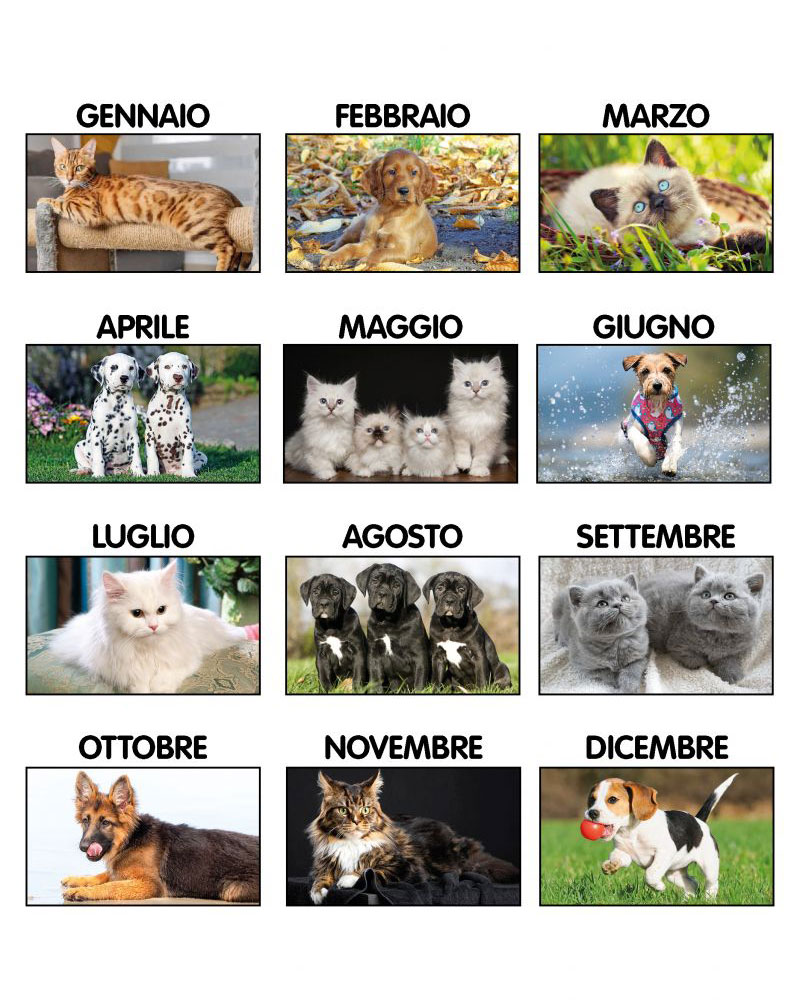 Calendario da tavolo illustrato con immagini di animali C6651 4 Calendario-da-tavolo-illustrato-con-immagini-di-animali-c6651i